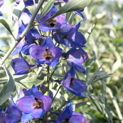 Delphinium pacific 'Polarnacht'