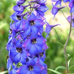 Delphinium x belladonna 'Bellamosum'