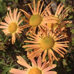 Dendranthema x rubellum 'Mary Stoker'