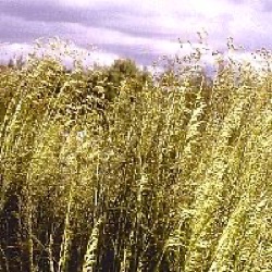 Deschampsia cespitosa 'Goldschleier'