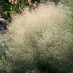 Deschampsia cespitosa 'Goldtau'