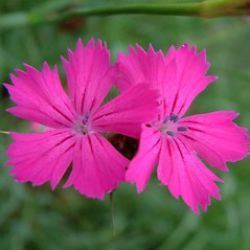 Dianthus carthusianorum