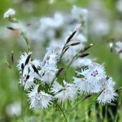 Dianthus spiculifolius