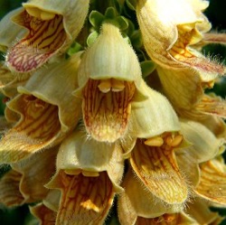 Digitalis ferruginea 'Gigantea'