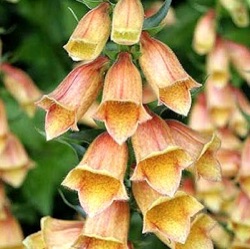 Digitalis WALBERTON'S ® Goldcrest = 'Waldigone'