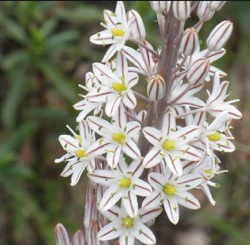 Drimia maritima (Urginea maritima)