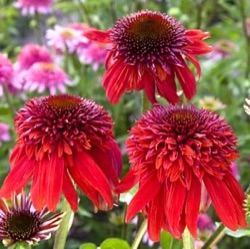 Echinacea 'Eccentric' ®