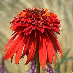 Echinacea 'Hot Papaya' ®