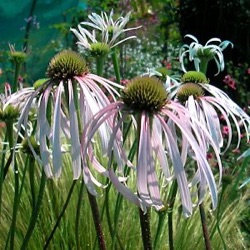 Echinacea pallida 'Hula Dancer'