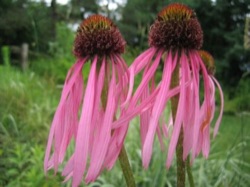 Echinacea pallida