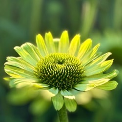 Echinacea purpurea 'Green Jewel' ®