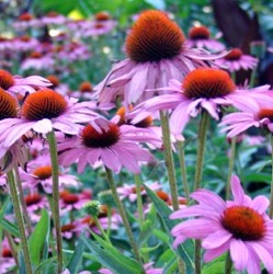 Echinacea purpurea 'Rubinstern'