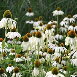 Echinacea purpurea 'White Swan'