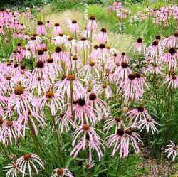 Echinacea simulata