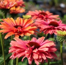 Echinacea 'SunSeekers Rainbow' ®