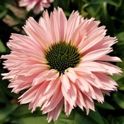 Echinacea 'SunSeekers Salmon' ®