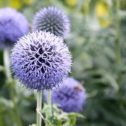 Echinops bannaticus 'Taplow Blue'