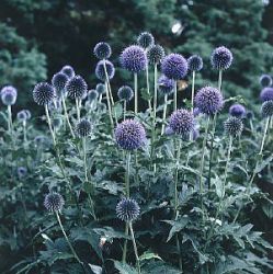 Echinops ritro 'Veitch's Blue'