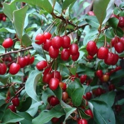Elaeagnus multiflora 'Sweet Scarlet'