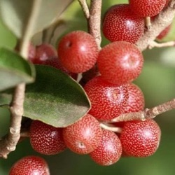 Elaeagnus umbellata 'Jewel'