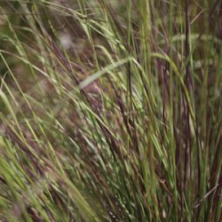 Eragrostis curvula 'Totnes Burgundy'