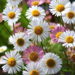 Erigeron karvinskianus 'Profusion'