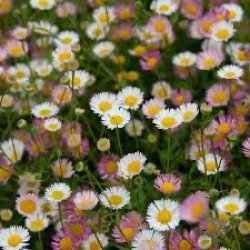 Erigeron karvinskianus