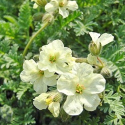 Erodium chrysanthum