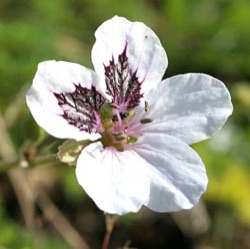 Erodium guttatum