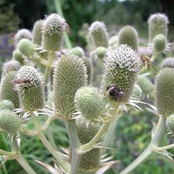 Eryngium agavifolium (E. bromeliifolium)