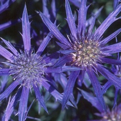 Eryngium bourgatii 'Picos Amethyst'