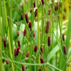 Eryngium ebracteatum var. poterioides