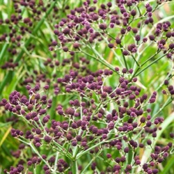 Eryngium pandanifolium 'Physic Purple'