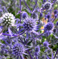 Eryngium planum 'Blue Hobbit'