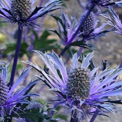 Eryngium x zabelii 'Violetta'