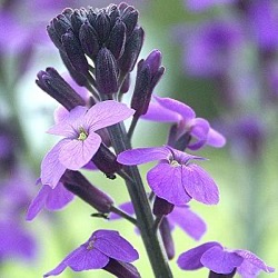 Erysimum 'Bowles Mauve'