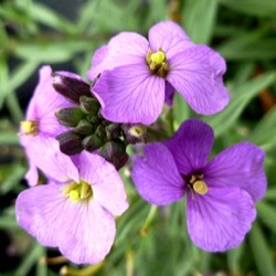 Erysimum linifolium 'Bowles Me Away'