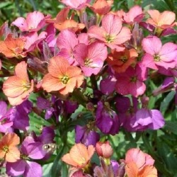 Erysimum x allionii 'Constant Cheer'