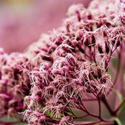 Eupatorium maculatum 'Riesenschirm'