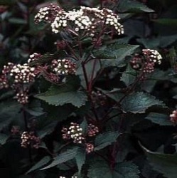Eupatorium rugosum 'Chocolate'