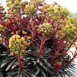 Euphorbia blackbird ® = 'Nothowlee'