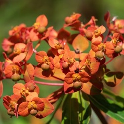 Euphorbia griffithii 'Beauty Orange'