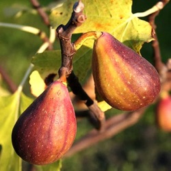 Ficus carica 'Gustissimo Twotimer' ®