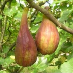 Ficus carica 'Longue d'Août'