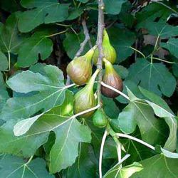 Ficus carica 'Mirjam'