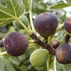 Ficus carica 'Morena' ®