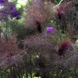 Foeniculum vulgare 'Smokey'