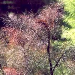 Foeniculum vulgare var. rubrum