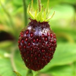 Fragaria moschata 'Schöne Wienerin'