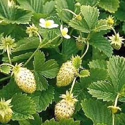 Fragaria vesca 'Yellow Wonder'